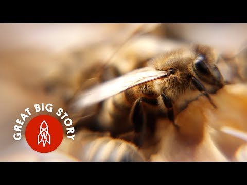 How Solar Farms are Helping Bees in England - How Solar Farms are Helping Bees in England