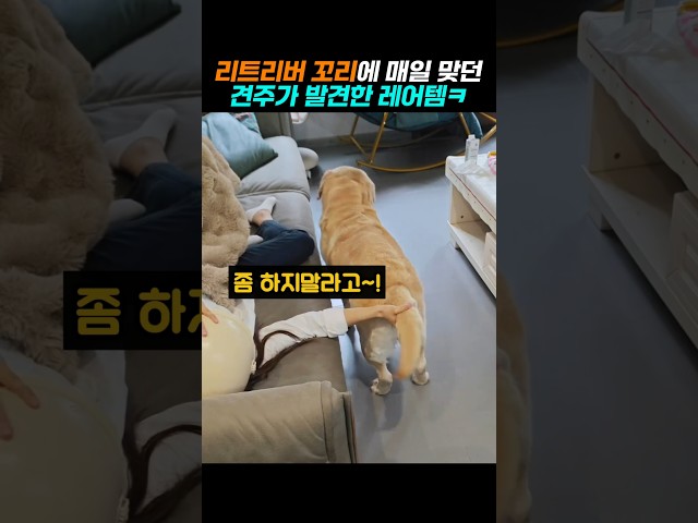 리트리버 꼬리 몽둥이에 매일 맞더니 ㅋ #골든리트리버