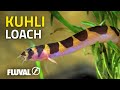 Species Spotlight | Kuhli Loach