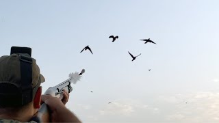 Chasse au Tourterelle des bois et Pigeon au Maroc 2023   Dove Hunting   Partie 04