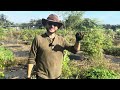 USA Moringa Farming | Tampa, Fl 