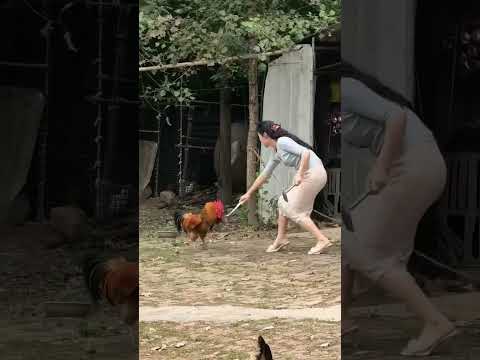 국자로 밥 주려다가 수탉한테 역공 당한 여자 😂 #쇼츠 #웃긴영상 #수탉습격 #시골일상 #동물유머 #웃긴스킷 #유머 thumbnail