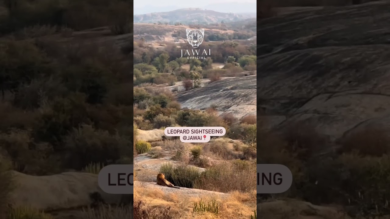 Jawai Jungle Safari | Leopard Safari | HillSafari | Jawai Bandh | Sumerpur |
