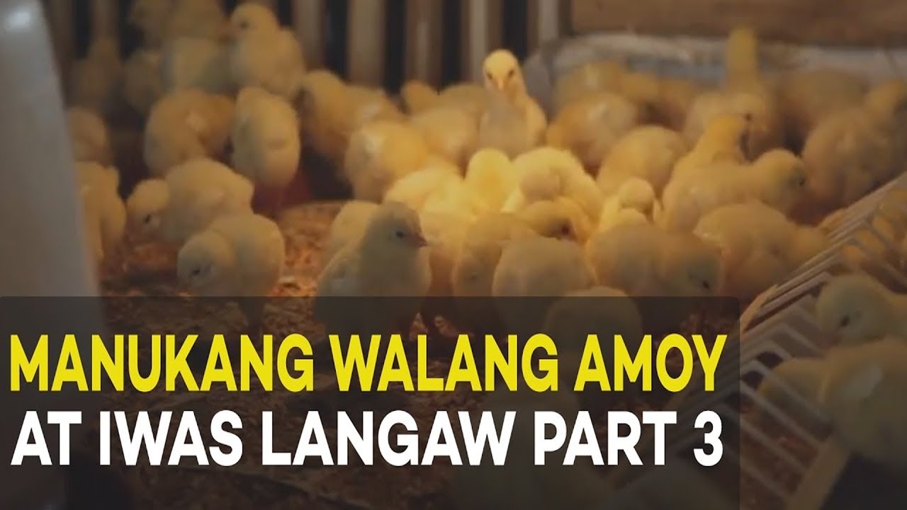 ⁣Manukang Walang Amoy at Iwas Langaw: Broiler Management | Agribusiness Broiler Farming Part 3