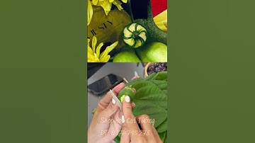 Hướng dẫn tỉa cau |P4 #shorts