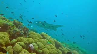 Manta Cleaning Station Maldives 2022