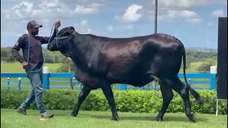 024 - D764 FIV OSKA - 7892 CB