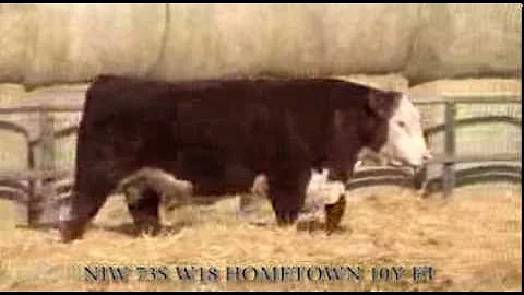 NJW 73S W18 Hometown 10Y