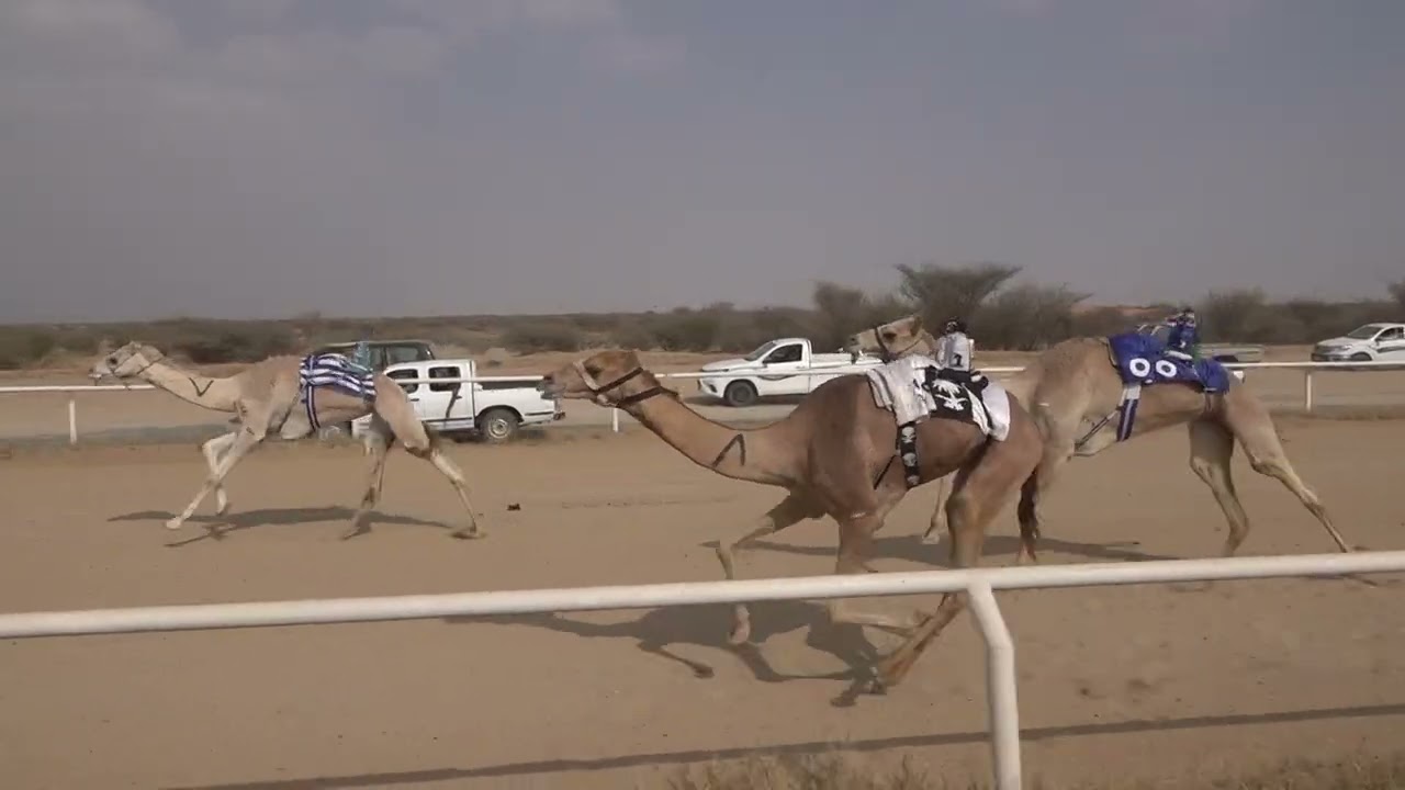 ش3 بكار جذاع 1447/07/28هـ - 2026/01/17م (نوض) عوض سهول معضد العتيبي