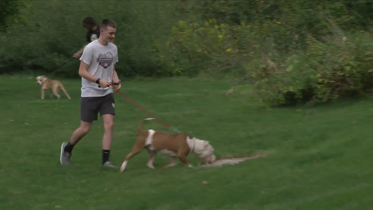 Go 4 It Moline Basketball On A Dog Run YouTube go-4-it-moline-basketball-on-a-dog-run-youtube