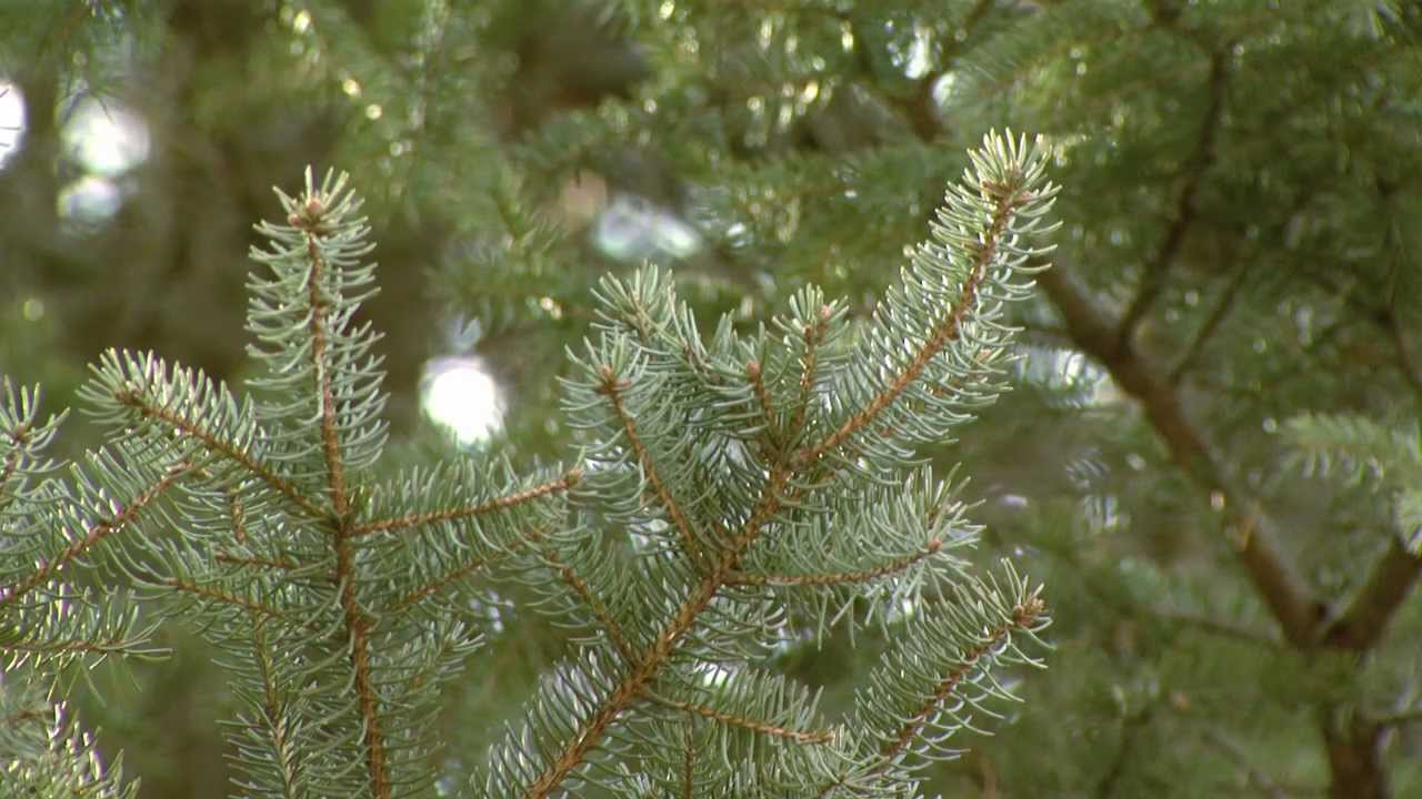 Governor's Holiday Tree Cutting 2012