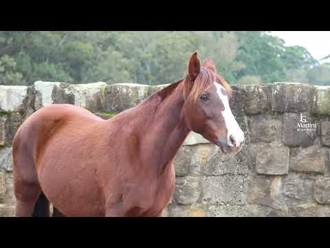LOTE 13   RAMON 264 DÁLIA