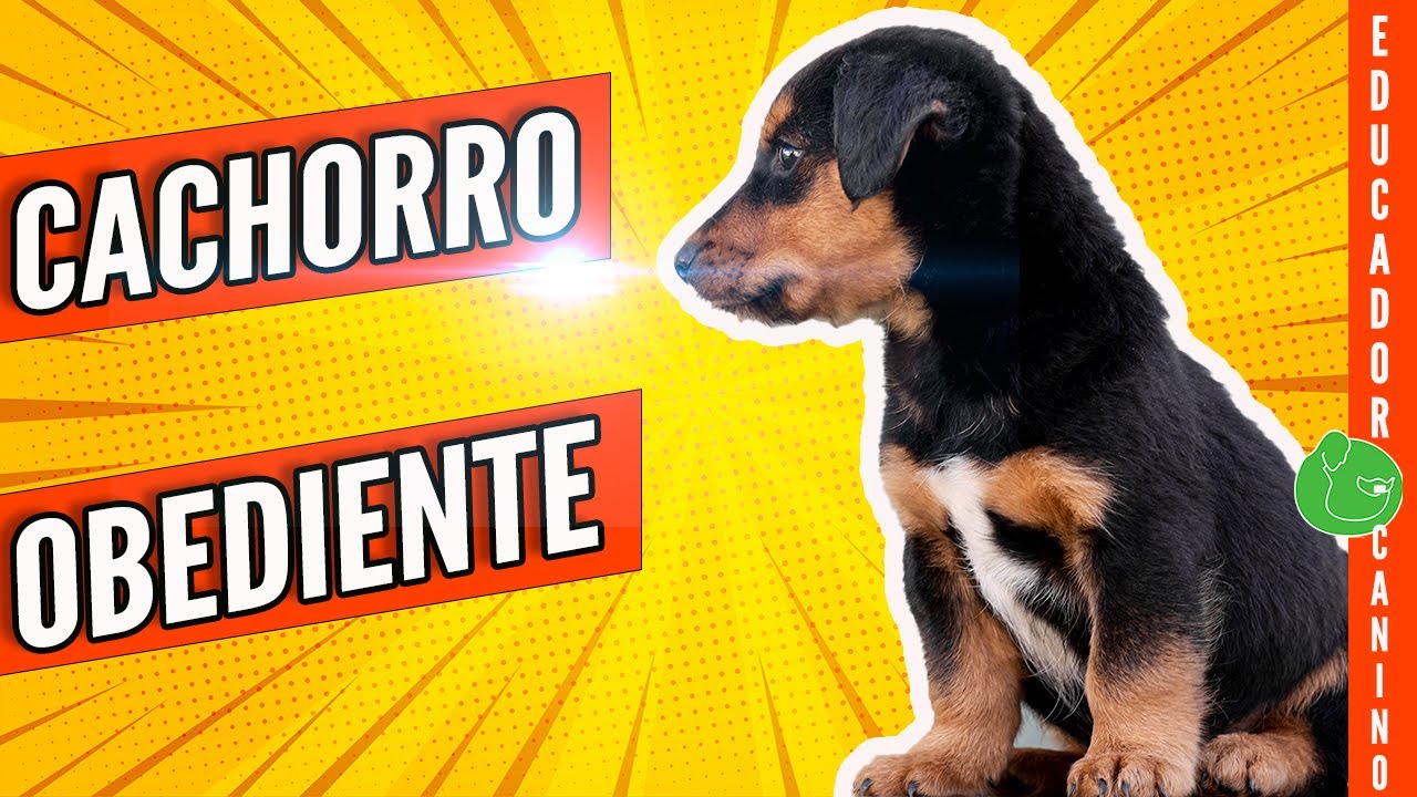 Cómo EDUCAR y ENSEÑAR a un CACHORRO Desde el PRIMER DÍA (Rápido y Súper Efectivo!)