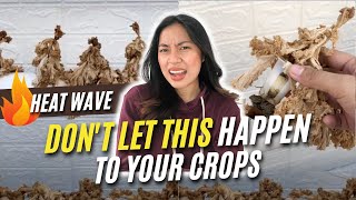 4 Essential Tips in Hydroponic Gardening