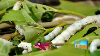 Cari Tau Cara Budidaya Ulat Sutera Bareng Unyil | SI UNYIL (21/09/20)