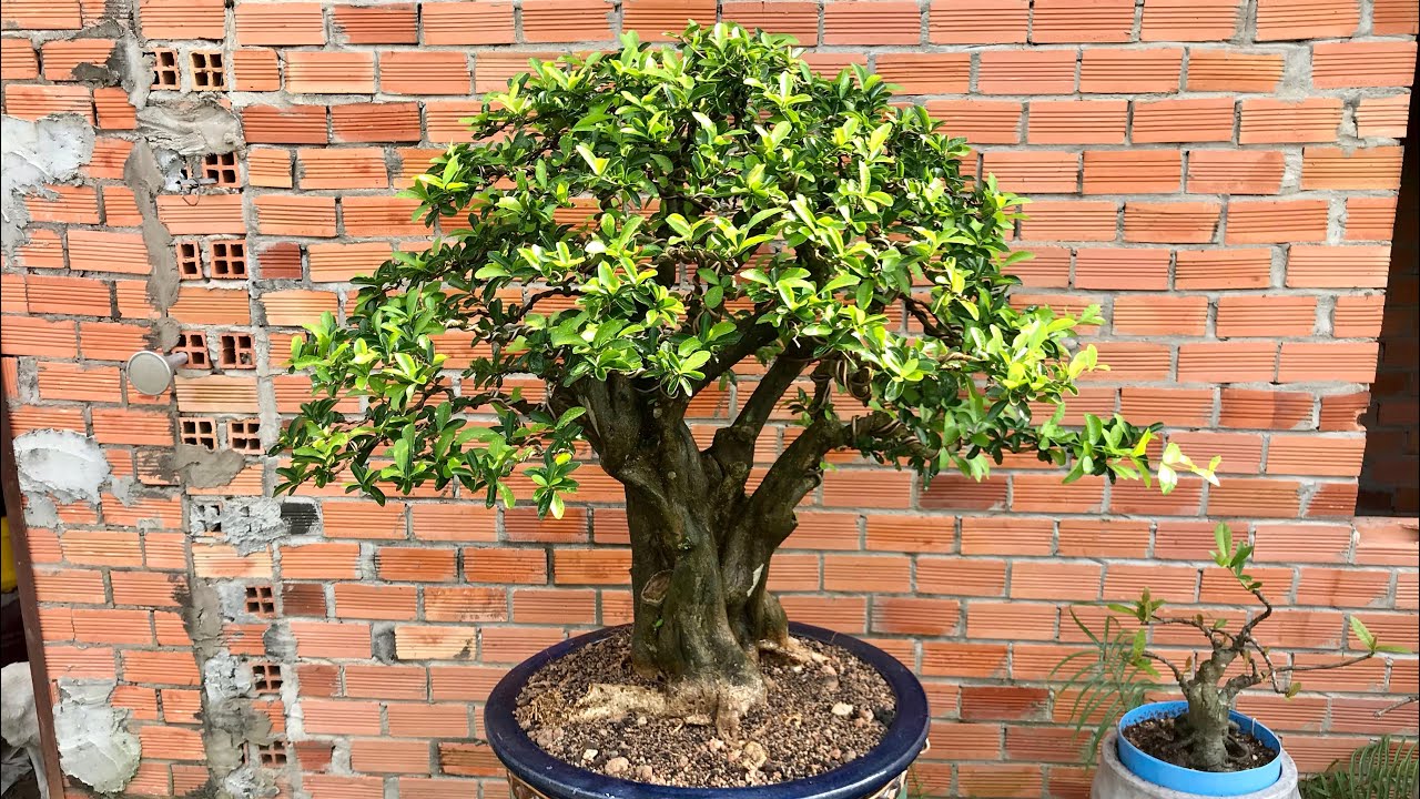 XIN GL CÂY SƠ RI BONSAI 0933119337 giá 22 triệu - YouTube