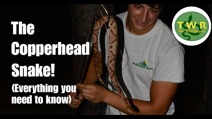 The Copperhead Snake: Everything You Need To Know! - DayDayNews