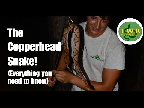 Copperhead Snake : 당신이 알아야 할 모든 것!