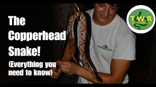 The Copperhead Snake: Everything You Need To Know!