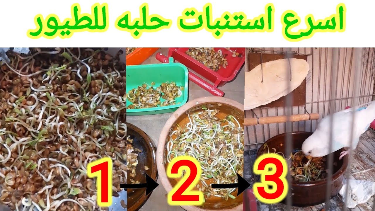 اسرع استنبات حلبه فى البيت وفوائدها للطيور ممتازة