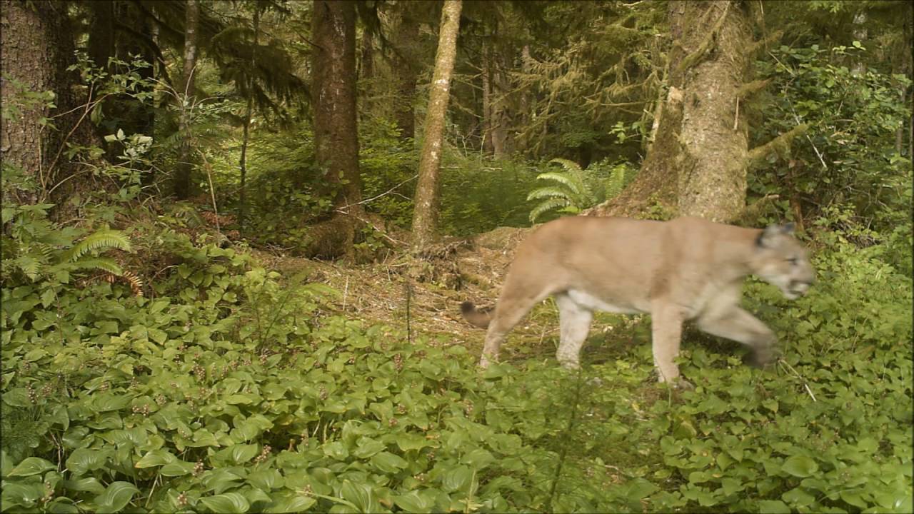 What Is A Group Of Cougars Called? The 13 Detailed Answer