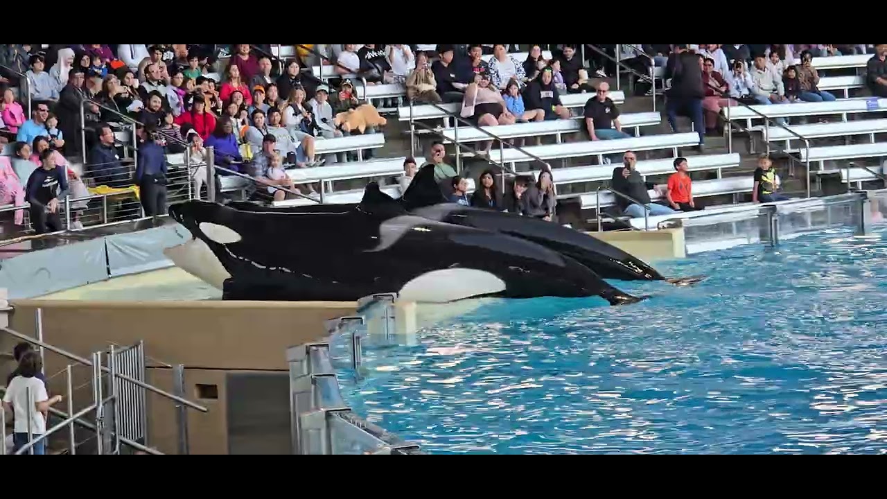 Florida Killer whales 