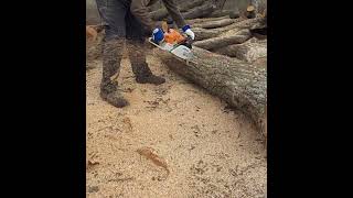 Stihl MS461 Chainsaw Slow motion Stihl MS461 Chainsaw Slow motion