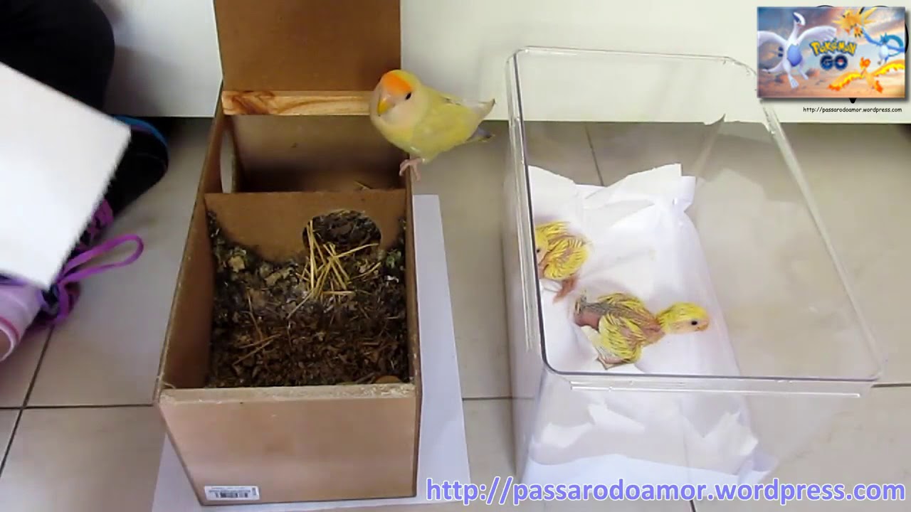 25 Jenis Lovebird Terbaik Paling Cantik Yang Bagus Untuk Kontes