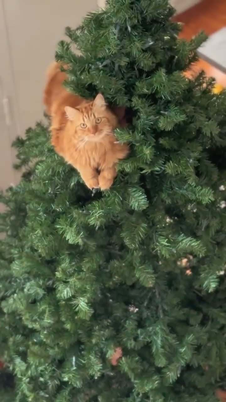 C magnifique vidéo chat noir