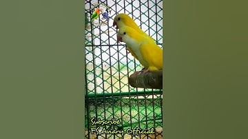 Lutino Monk Breeder Pair in Pakistan | Most Beautiful Lutino Monk Birds | #shorts