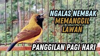 PANCINGAN SOGON GACOR NGLEPER‼SOGON NGALAS DIPAGI HARI AMPUH PANCING SOGON LAIN CEPAT BUNYI