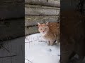 Зимний Рыжик  #cat