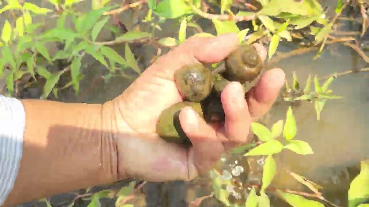 មករកខ្ចងនៅអូរ