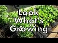 What's Growing? Spring Vegetable Garden Tour