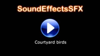 Courtyard birds Sound effect