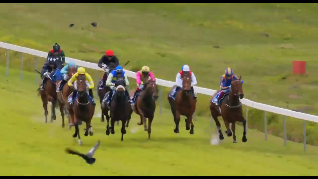 AIR OF ROYALTY - RACE 4 #kenilworth 13 AUGUST 2022 - YouTube