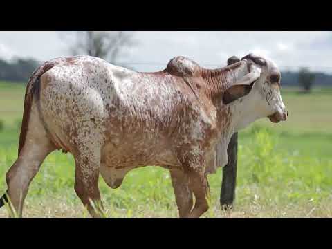 LOTE 23 – CAL15023 UMIDADE FIV CAL