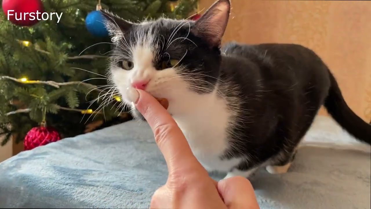 Новости об Спарклз, приемном котенке с улиц