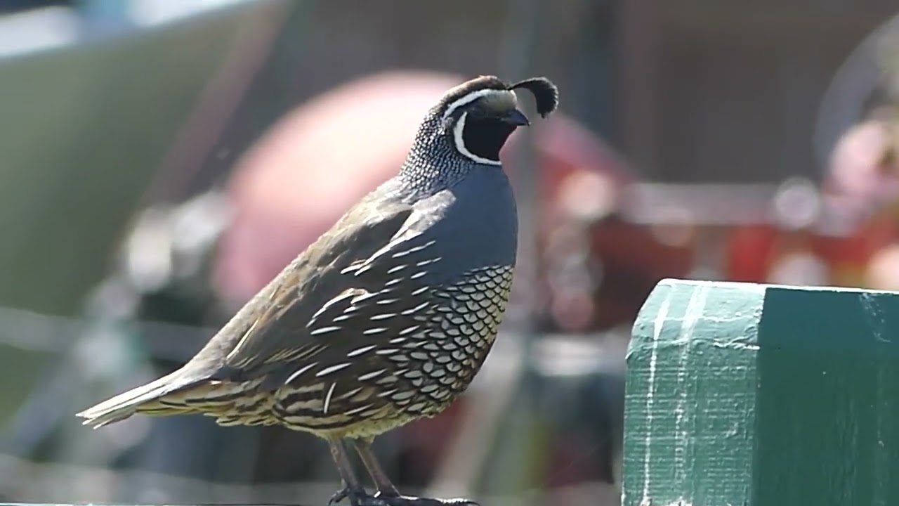 California Quail Call YouTube