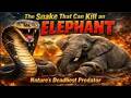 The Snake That Can Kill An Elephant Nature S Deadliest Predator The Snake That Can Kill An Elephant Nature S Deadliest Predator