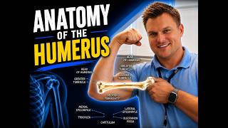 Anatomy of the Humerus Bone Model Walkthrough