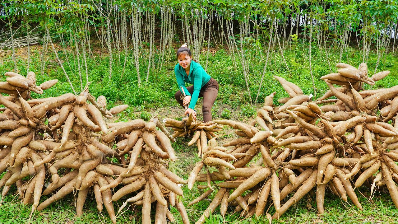 Use Horse-drawn Carts To Harvesting Lots Of Cassava Go To Sell For Villager / Ly Tieu Toan