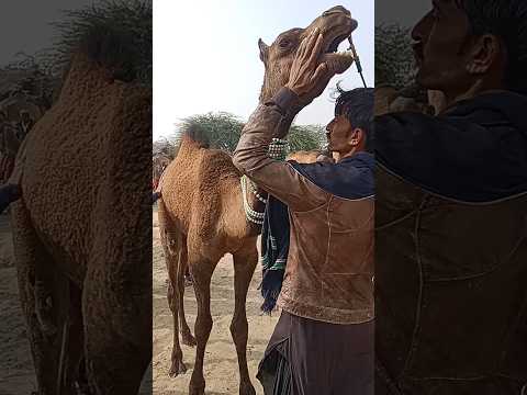 تم تزيين صاحب الجمل حول رقبة الجمل في السوق الصحراوي حتى يبدو الجمل جميلا 