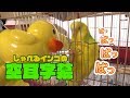 【しゃべるインコ】ブチブチ言ってるから空耳字幕付けてみた
