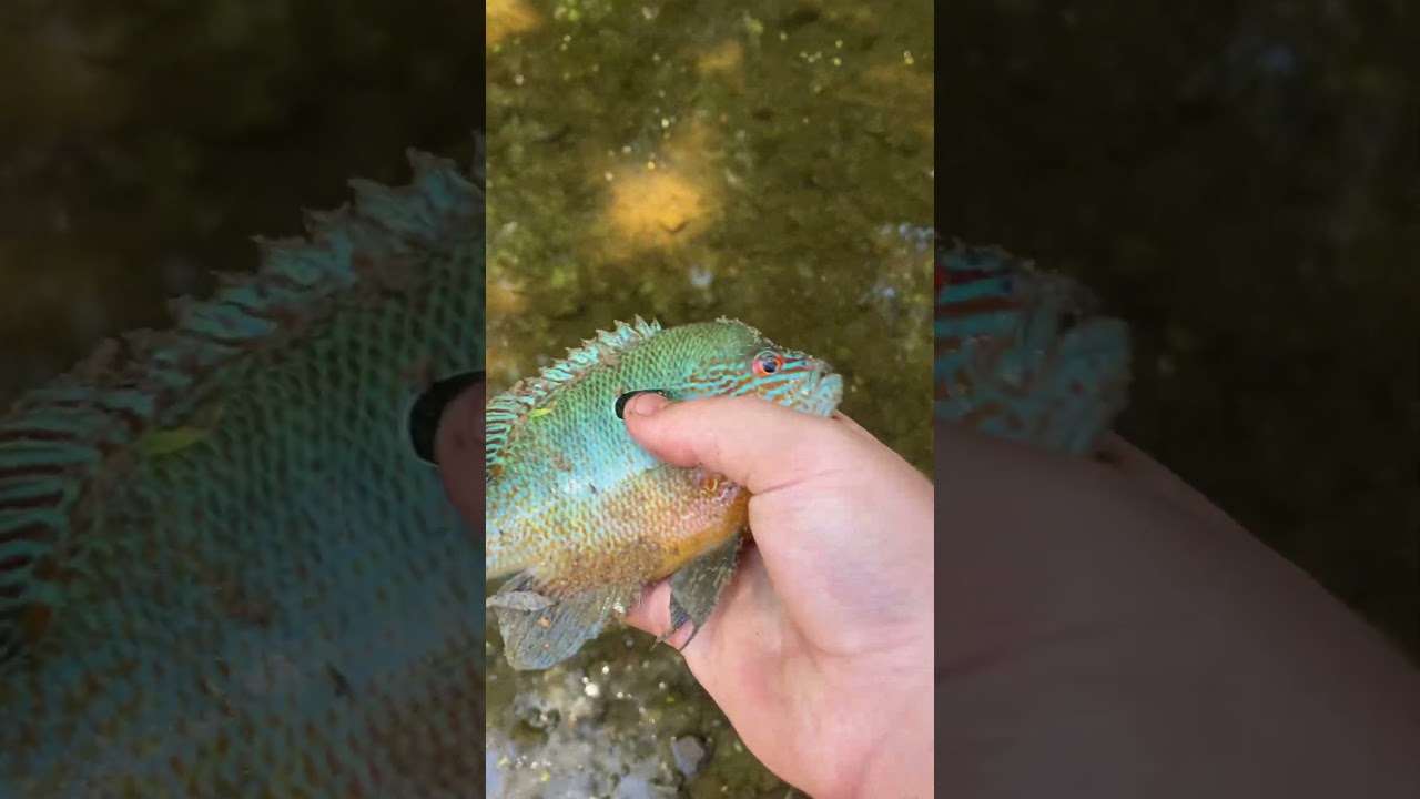 Pumpkinseed sunfish number ￼2￼