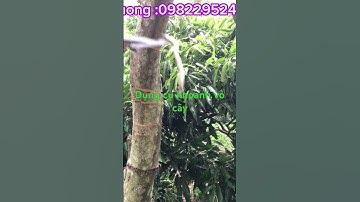 Dụng cụ khoanh vỏ cây .