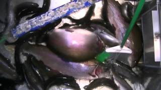 14 14 STOCKING LOADS OF TOADS SIERRA BOW TROUT FAT BLUE CATFISH