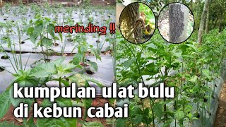 Baru netas kumpulan ulat bulu di kebun cabai [merinding] #hama #ulatbulu #cabai #cabaimahal