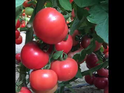 Сорт томат Розовая Катя f1/ОПИСАНИЕ СОРТА
