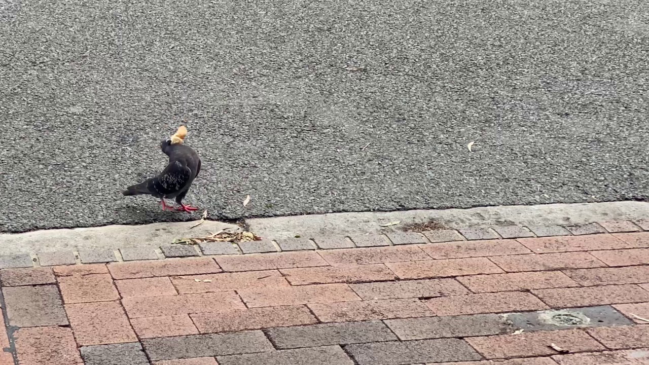 Pigeon accepts the bread tossing challenge at Bacino Mosman